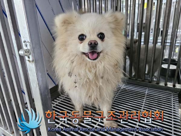보호중 포메라니안의…
